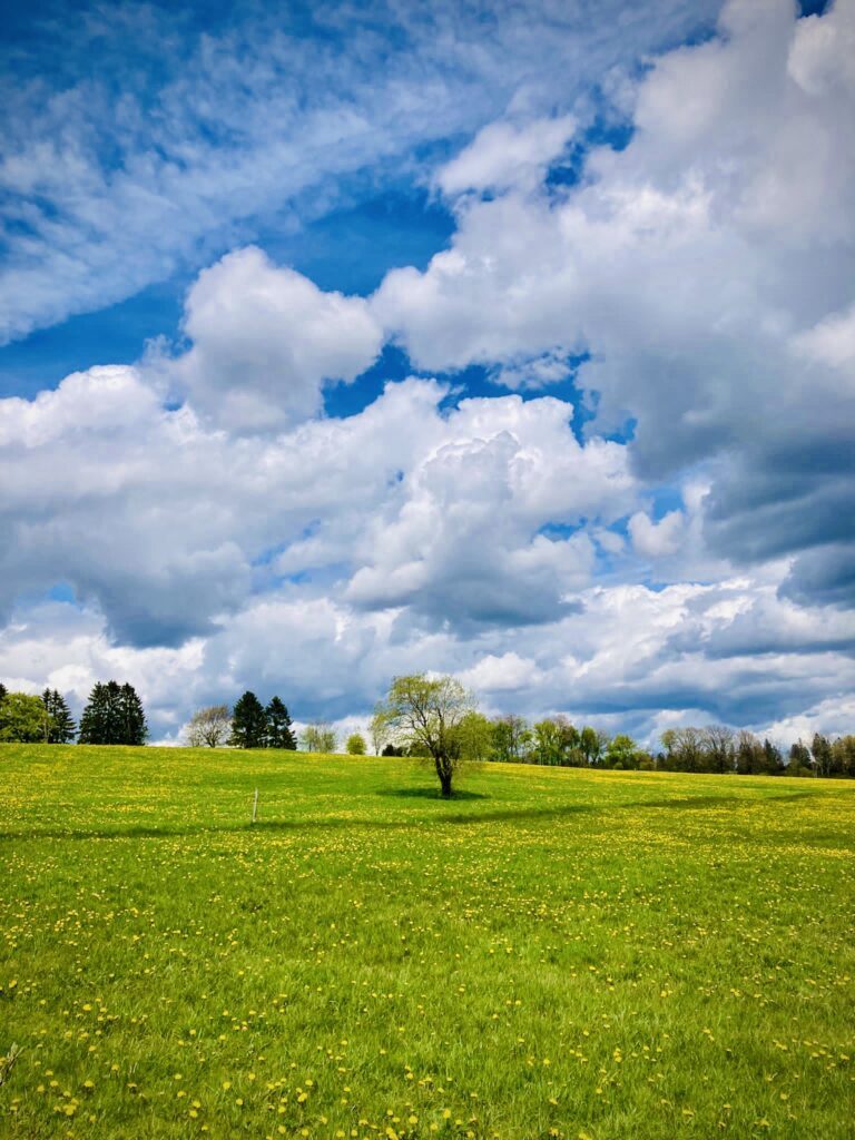 Wiese mit Baum und Löwenzahn