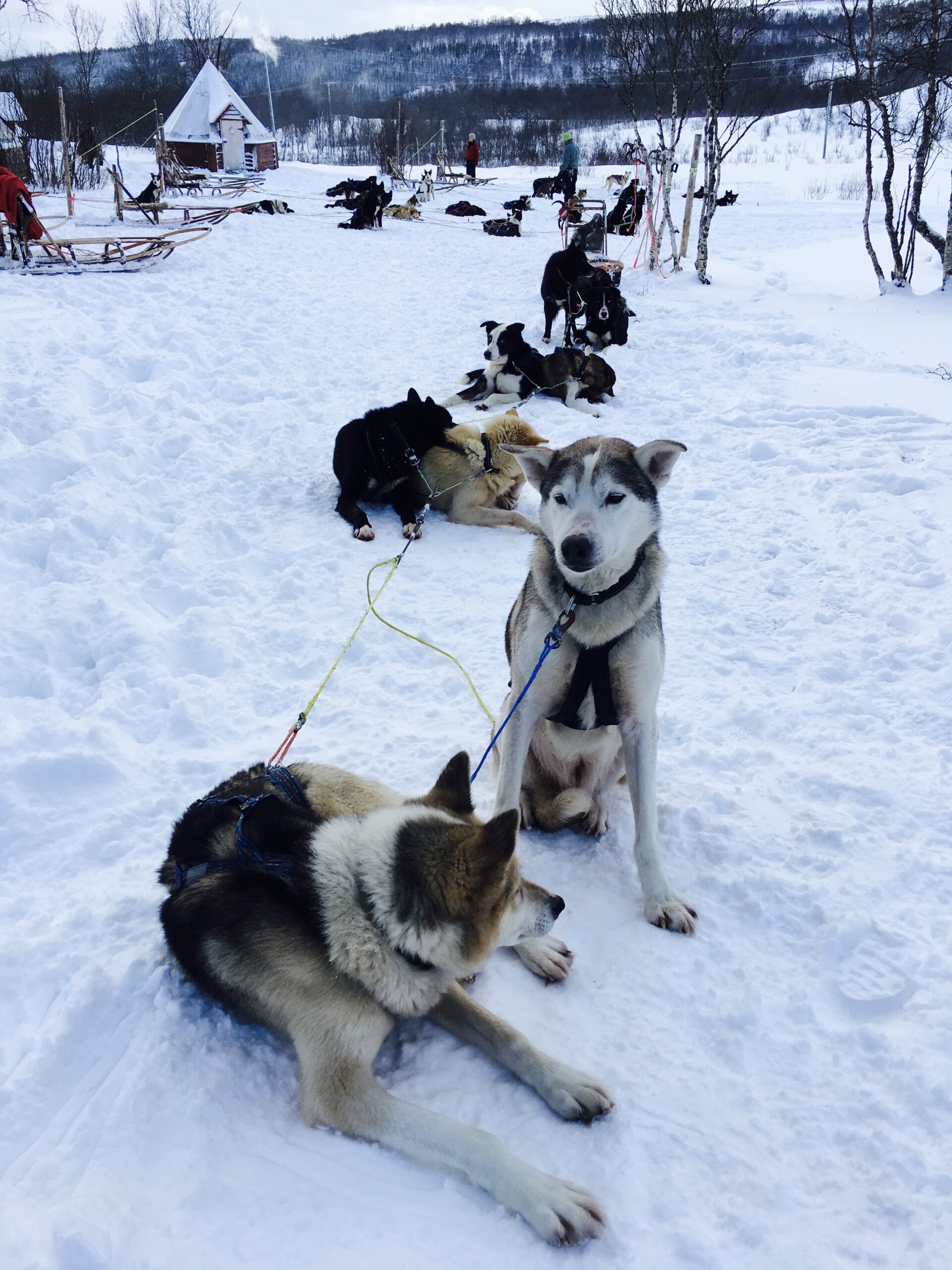 Hundeschlitten Tromsø