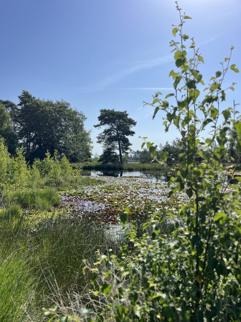 Nationalpark Dwingelderveld