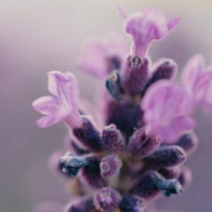 Gruppenlogo von Nordrhein-Westfalen