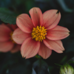 Gruppenlogo von Niedersachsen