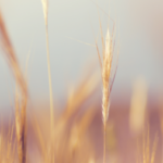 Gruppenlogo von Hamburg und Schleswig-Holstein